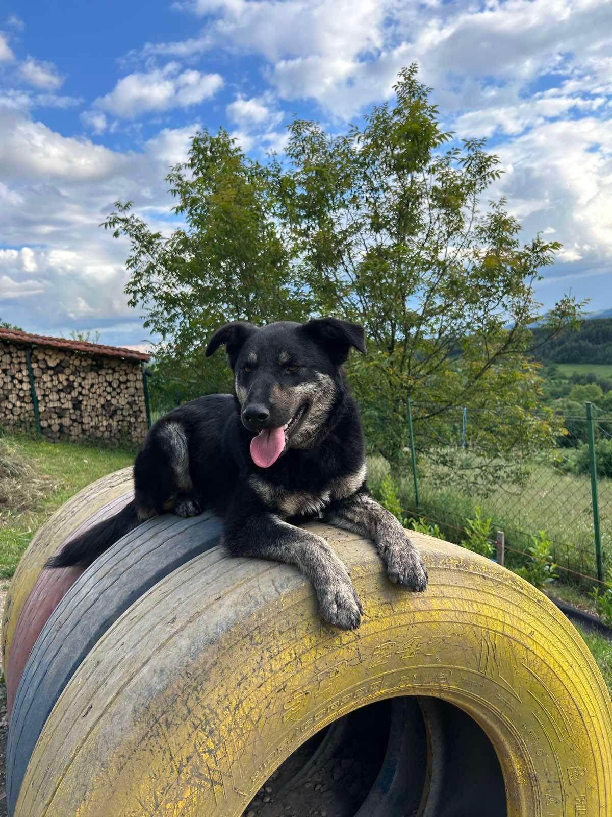 Odgovorno vlasništvo