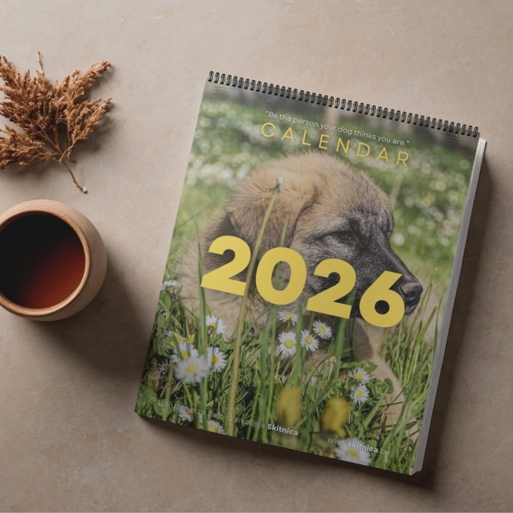 Skitnica - Mockup 02