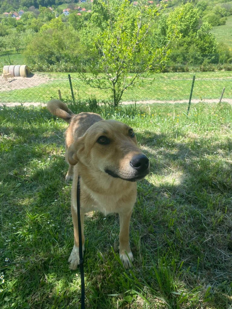 Feri B3