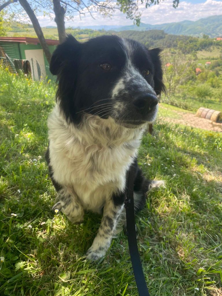 Kolli B2