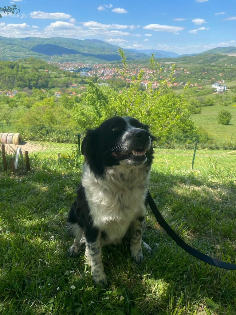 Kolli B3